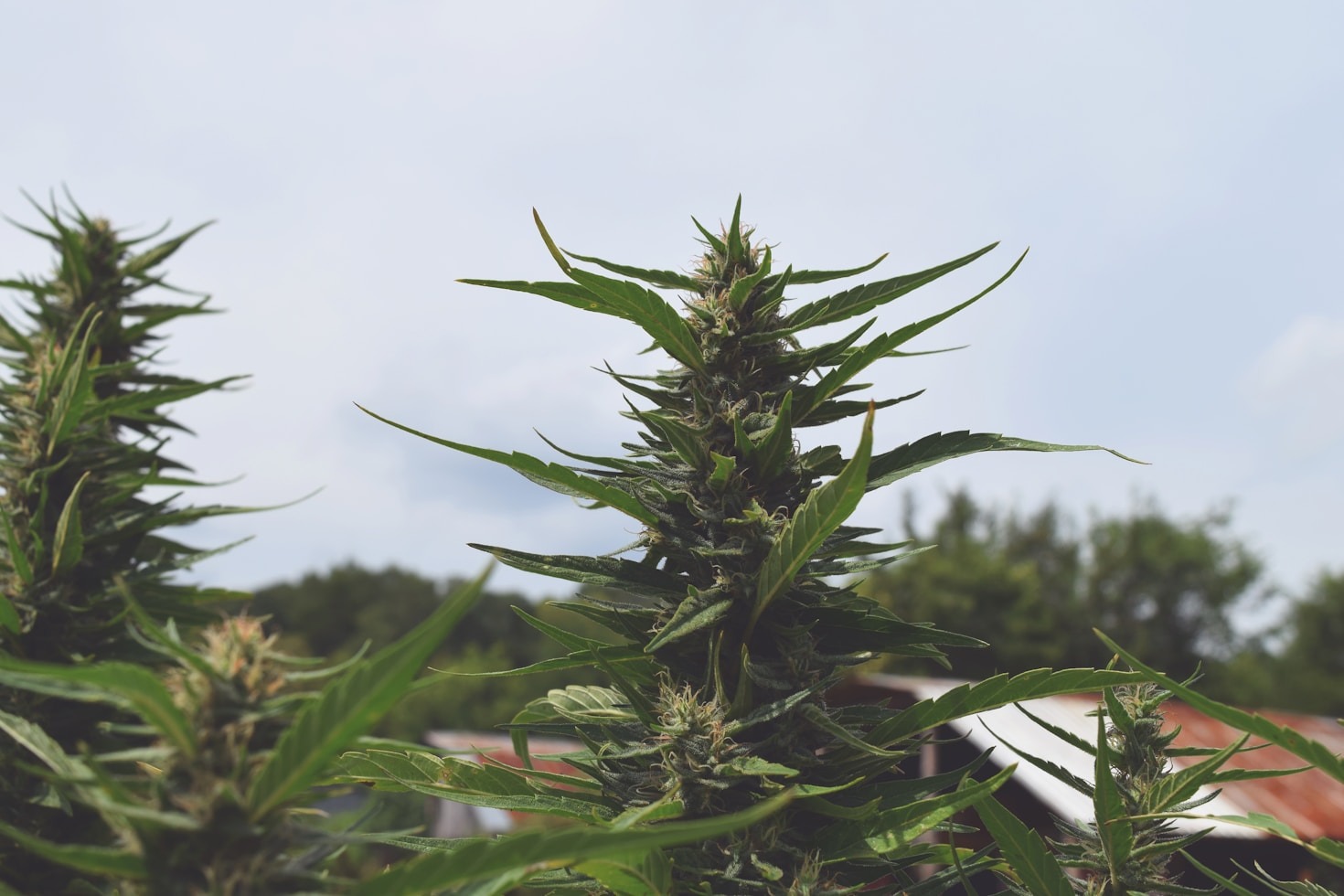 The Science Behind Castor Oil’s Healing Power